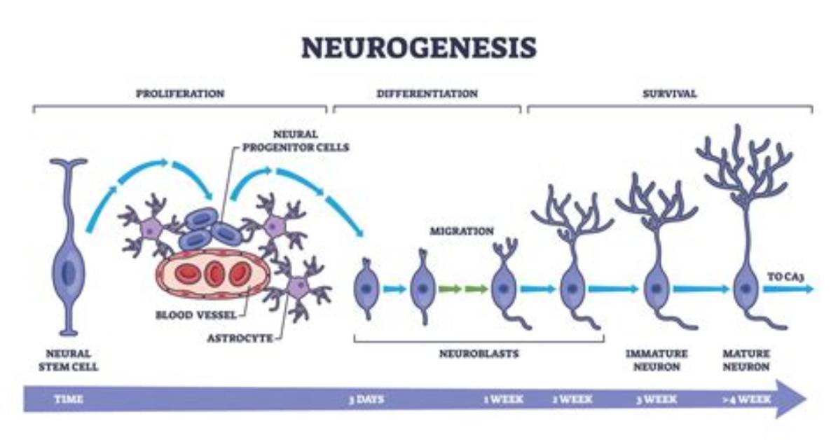 When Does Neurogenesis Stop?