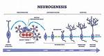 When Does Neurogenesis Stop?
