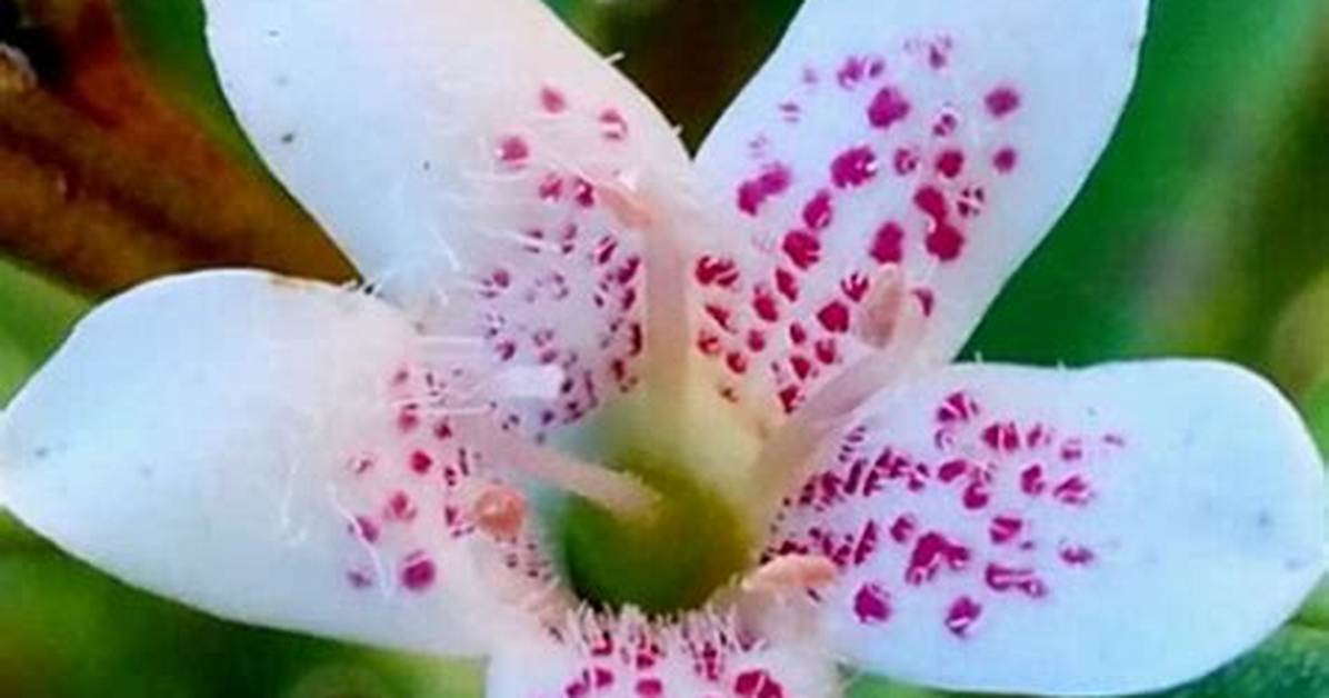 When Does Ngaio Flower?