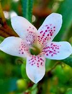When Does Ngaio Flower?