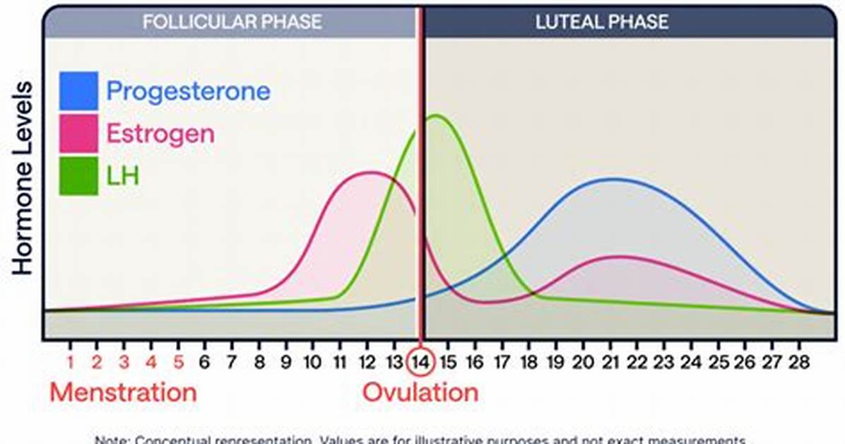 When Does Oestrogen Peak?
