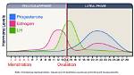 When Does Oestrogen Peak?
