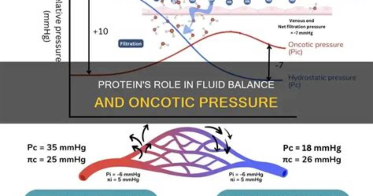 When Does Oncotic Pressure Increase?