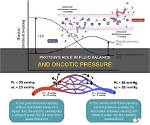 When Does Oncotic Pressure Increase?