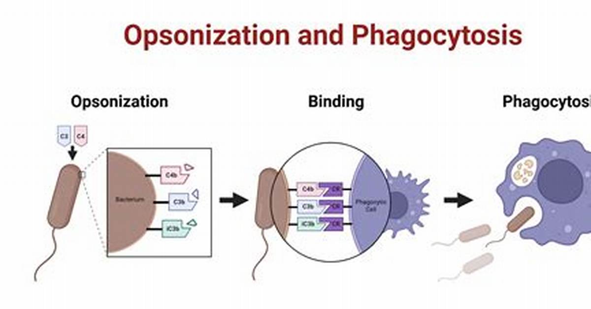 When Does Opsonization Occur?