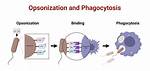 When Does Opsonization Occur?