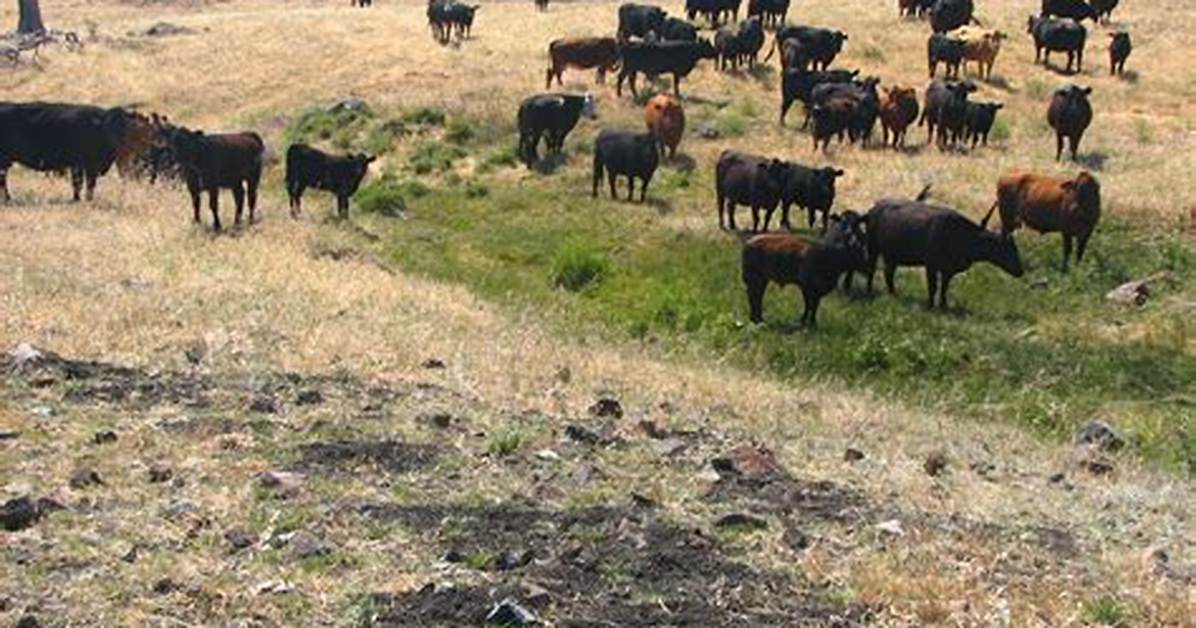 When Does Overgrazing Occur?
