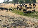 When Does Overgrazing Occur?