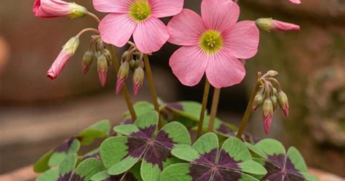 When Does Oxalis Bloom?