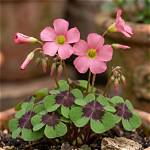 When Does Oxalis Bloom?