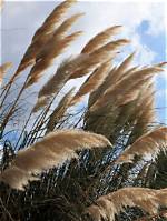 When Does Pampas Grass Bloom?