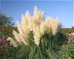 When Does Pampas Grass Grow?