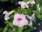 When Does Pandorea Flower?