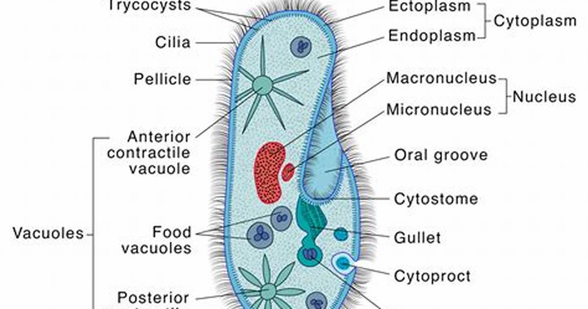 When Does Paramecium Move?
