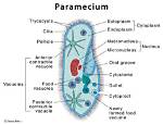 When Does Paramecium Move?