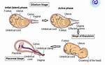 When Does Parturition Begin?
