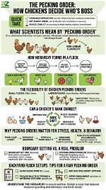 When Does Pecking Order Start?