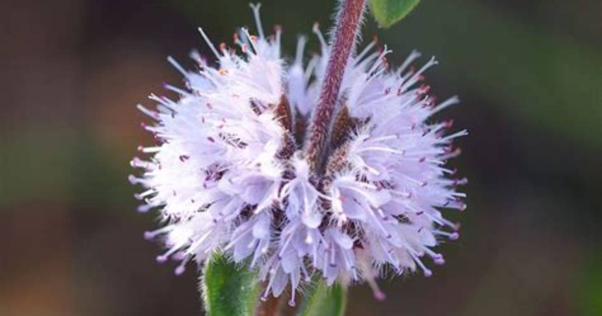 When Does Pennyroyal Bloom?