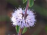 When Does Pennyroyal Bloom?