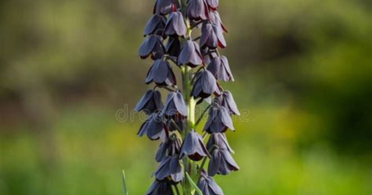When Does Persica Flower?
