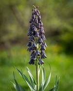 When Does Persica Flower?