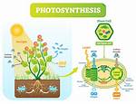 When Does Photosynthesis Occur
