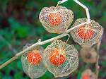 When Does Physalis Flower?