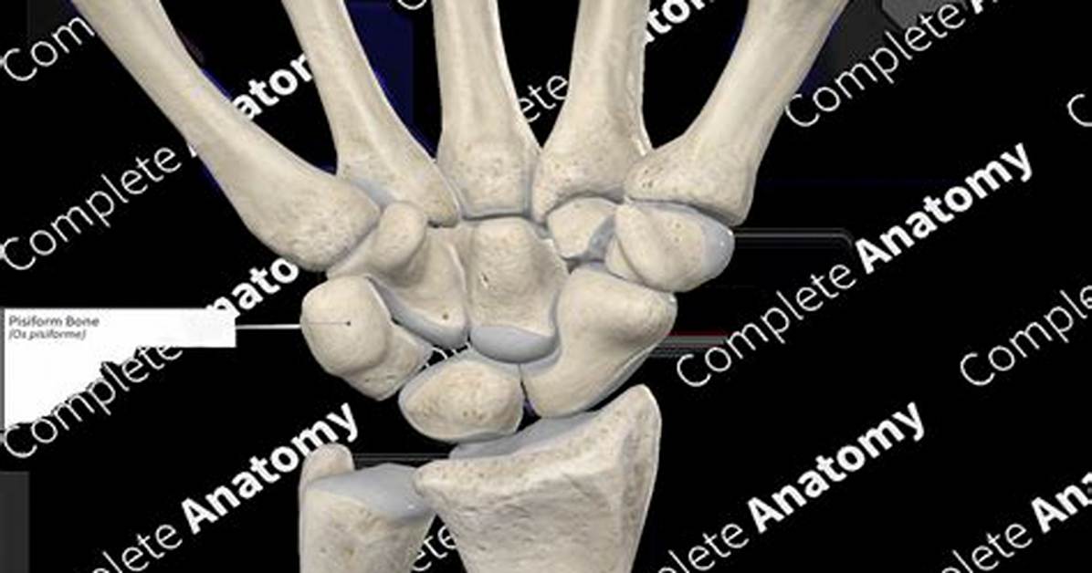 When Does Pisiform Ossify?