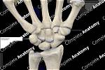 When Does Pisiform Ossify?
