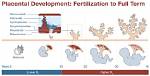 When Does Placenta Finish Forming?