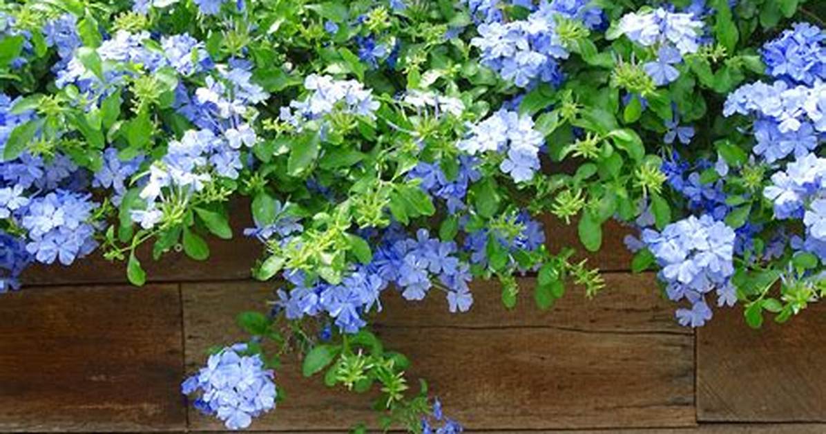 When Does Plumbago Come Back?