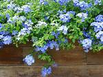 When Does Plumbago Come Back?