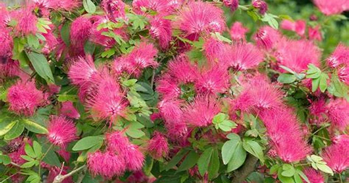 When Does Powder Puff Bloom?