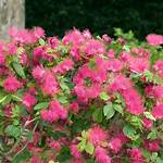 When Does Powder Puff Bloom?