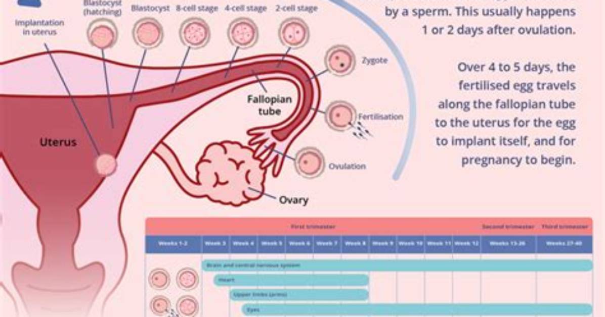 When Does Pregnancy Conception Start?