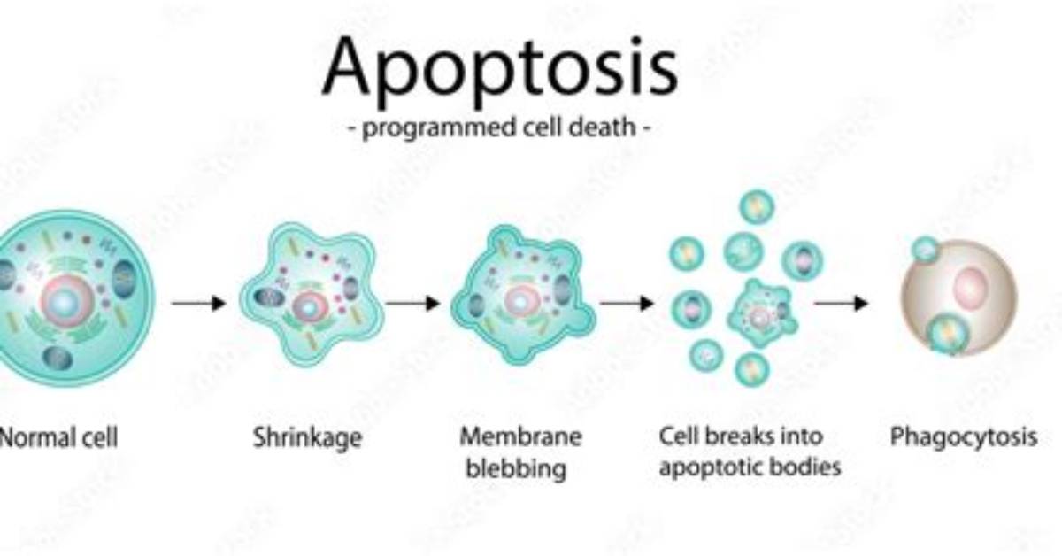 When Does Programmed Cell Death Occur?