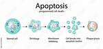 When Does Programmed Cell Death Occur?