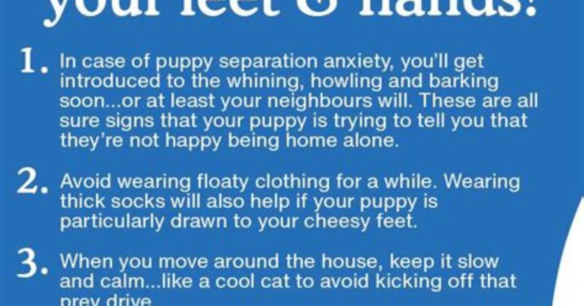 When Does Puppy Biting Stop?
