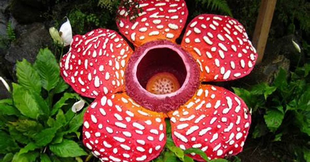 When Does Rafflesia Bloom?