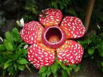 When Does Rafflesia Bloom?