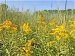 When Does Ragweed Bloom?