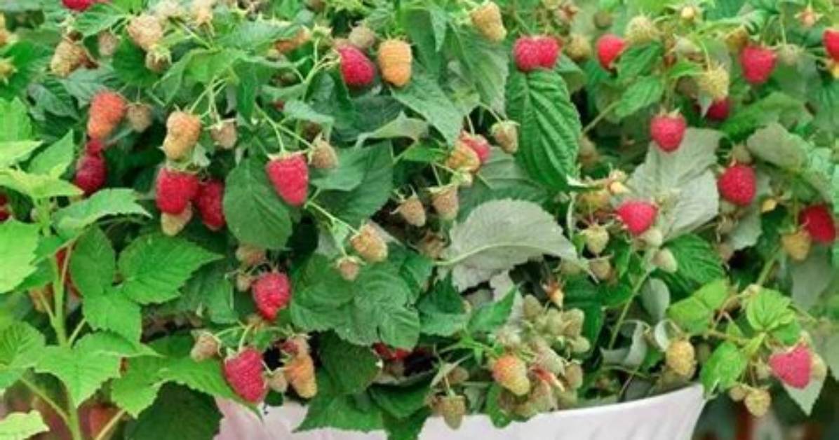 When Does Raspberry Ruby Beauty Fruit?