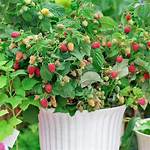 When Does Raspberry Ruby Beauty Fruit?