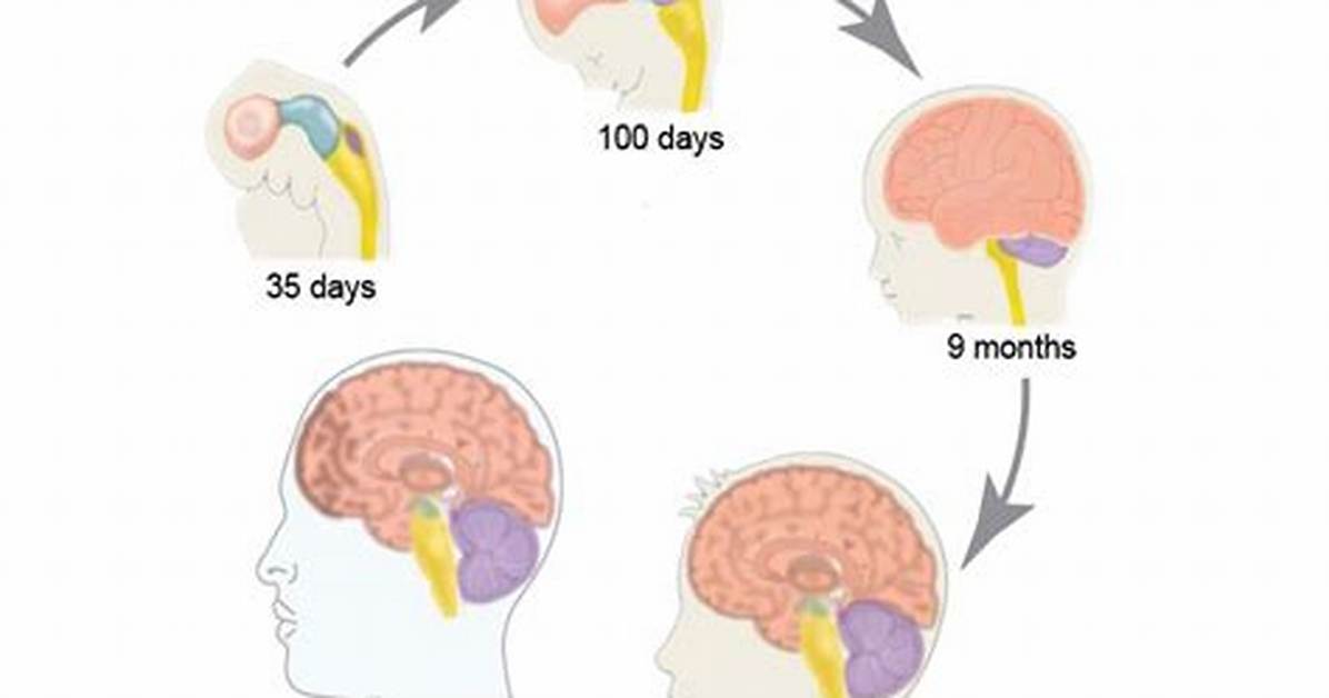 When Does Reasoning Develop in the Brain?