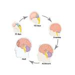 When Does Reasoning Develop in the Brain?