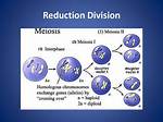 When Does Reduction Division Occur?