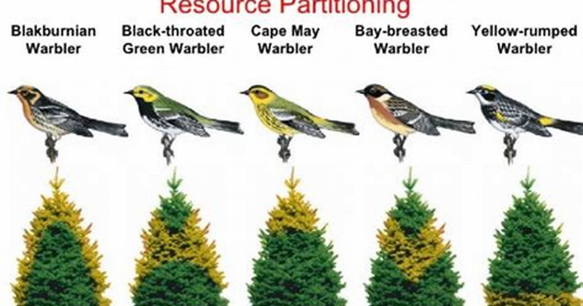 When Does Resource Partitioning Occur?
