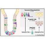 When Does Secretory Differentiation Commence?
