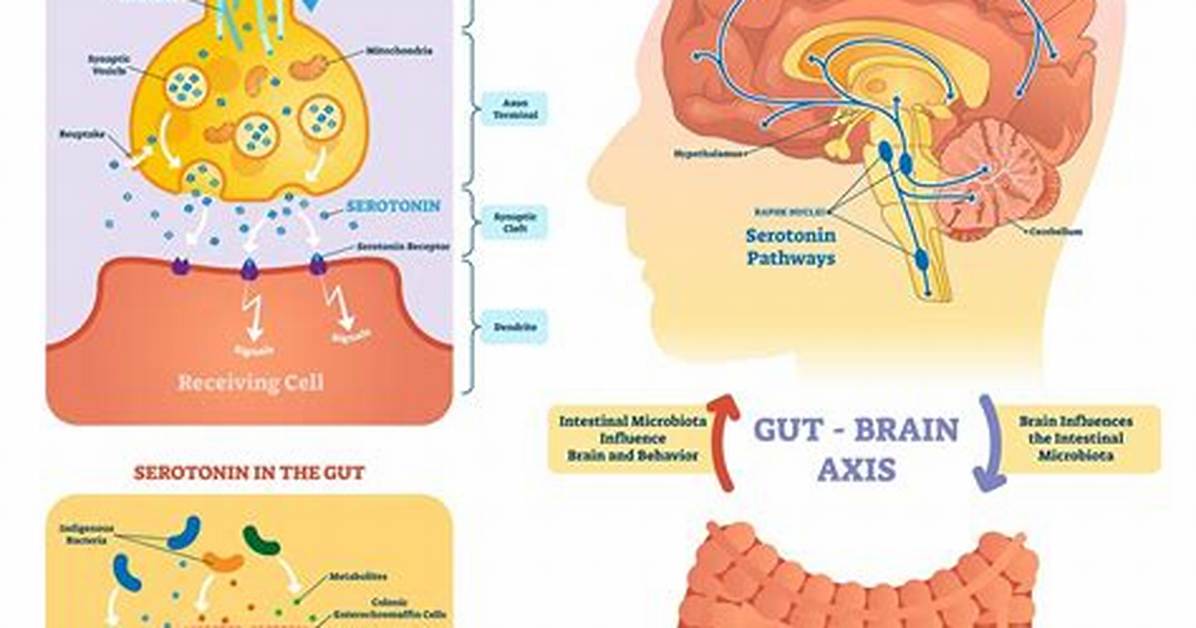 When Does Serotonin Do?