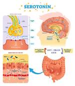 When Does Serotonin Do?